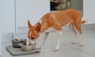 Alergias em cães